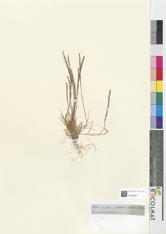 Festuca tenniflora (Poaceae)