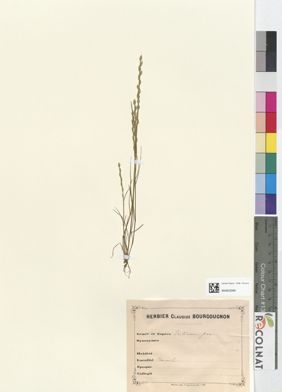 Festuca poa (Poaceae)