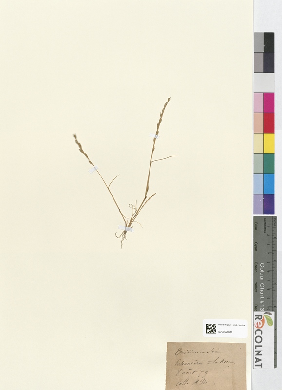 Triticum poa (Poaceae)