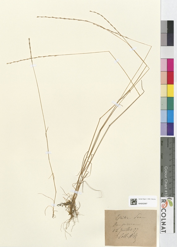 Triticum poa (Poaceae)