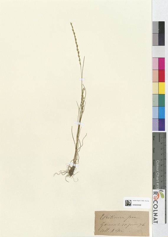 Triticum poa (Poaceae)