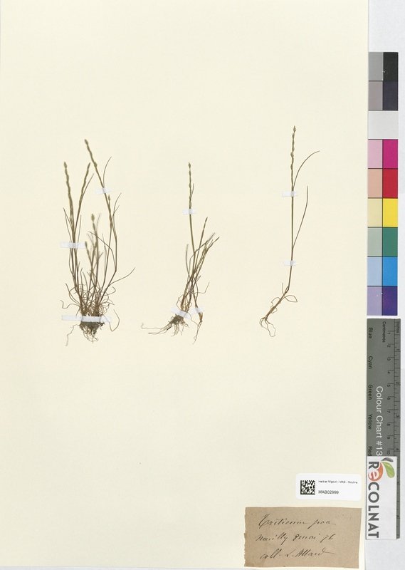 Triticum poa (Poaceae)