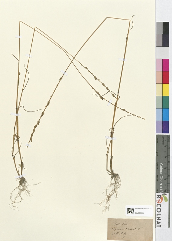 Triticum poa (Poaceae)
