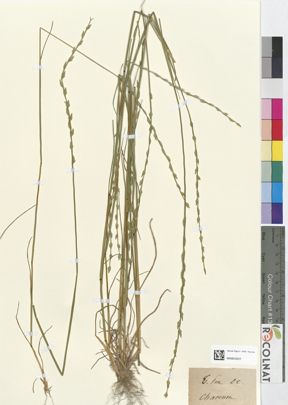 Triticum poa (Poaceae)