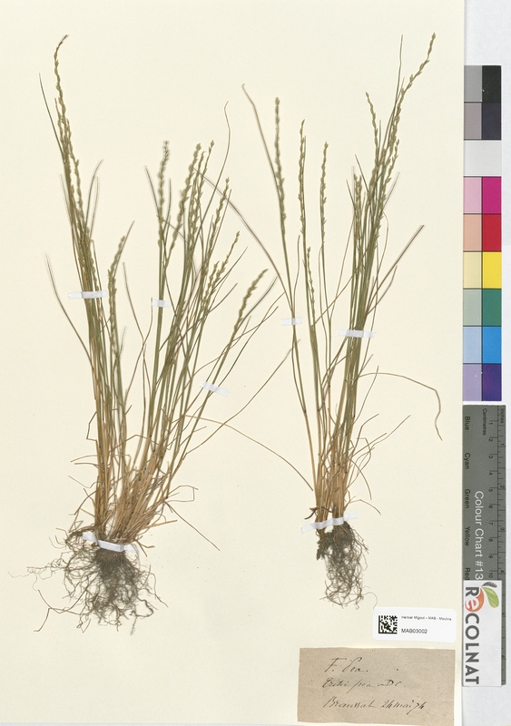 Triticum poa (Poaceae)