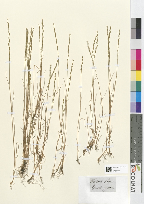 Festuca poa (Poaceae)