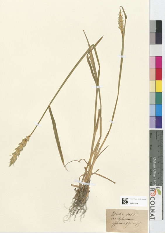 Triticum saticum (Poaceae)