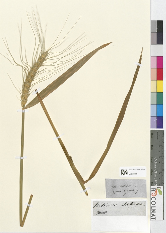 Triticum saticum (Poaceae)