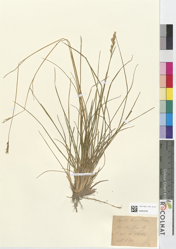 Triodia ducumbens (Poaceae)