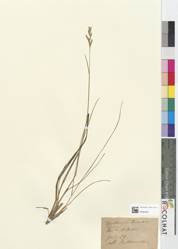 Triodia ducumbens (Poaceae)
