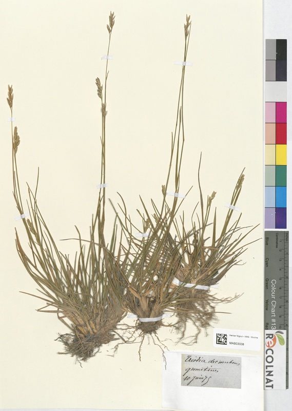 Triodia ducumbens (Poaceae)