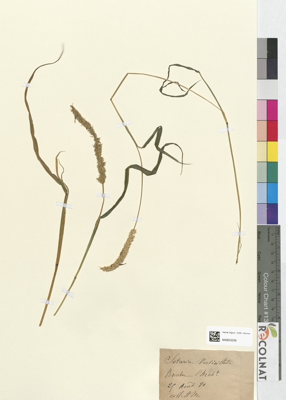 Cetaria verticillata (Poaceae)