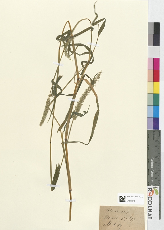 Cetaria verticillata (Poaceae)