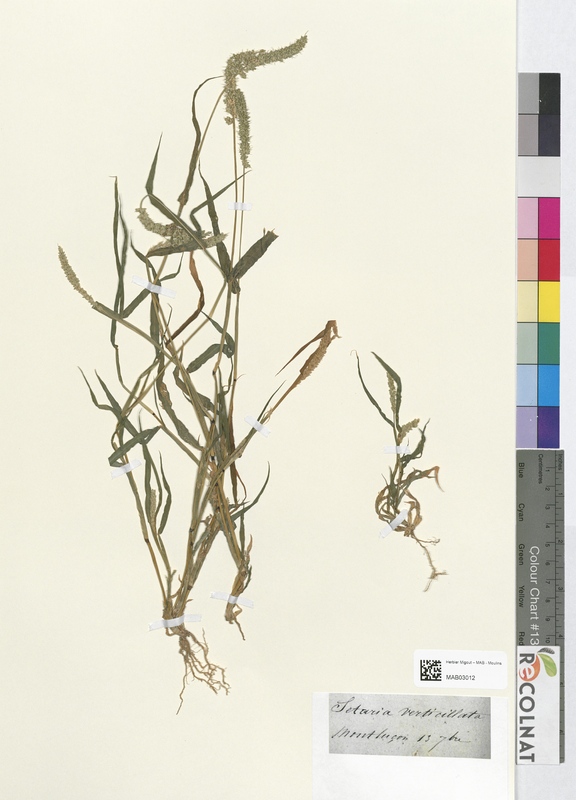 Cetaria verticillata (Poaceae)