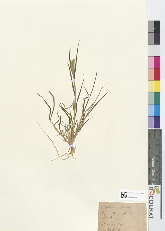 Cetaria viridis (Poaceae)