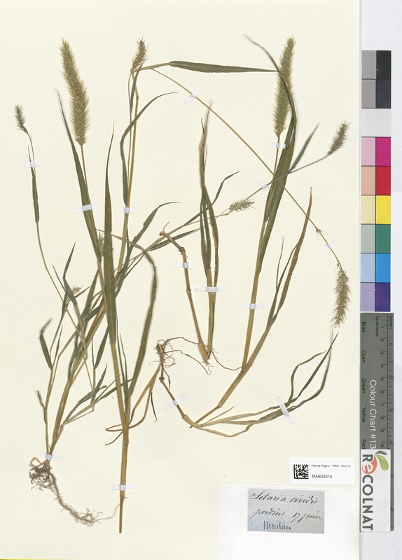 Cetaria viridis (Poaceae)