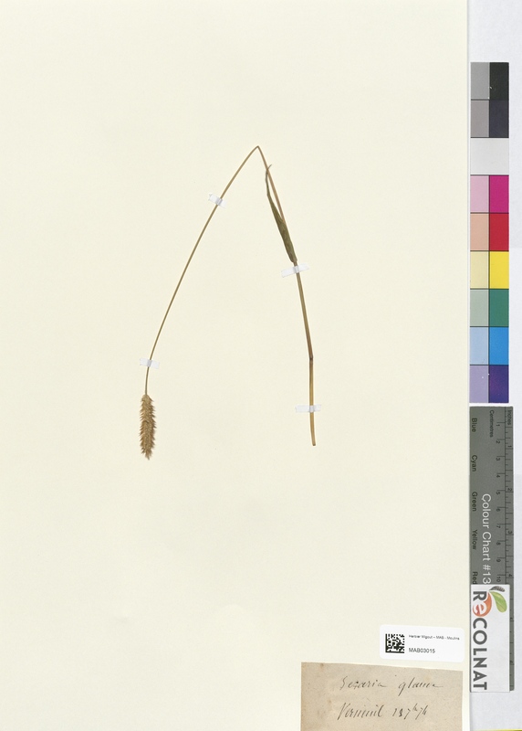 Cetaria glauca (Poaceae)