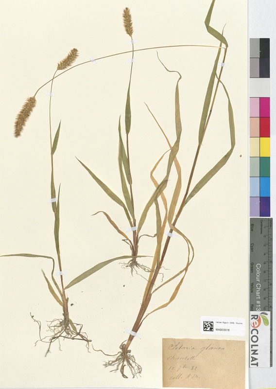 Cetaria glauca (Poaceae)