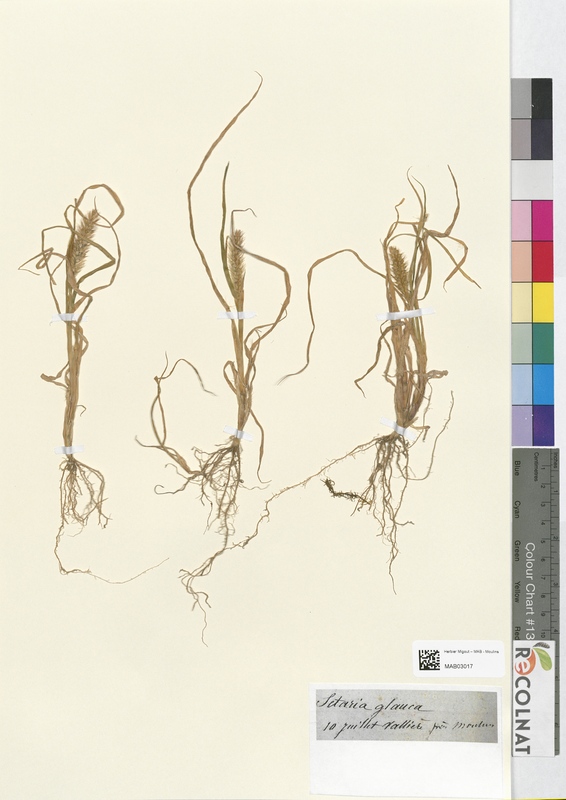 Cetaria glauca (Poaceae)