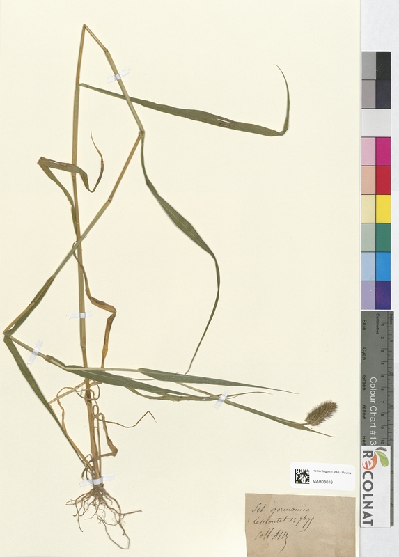 Cetaria germanica (Poaceae)