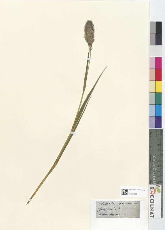 Cetaria germanica (Poaceae)