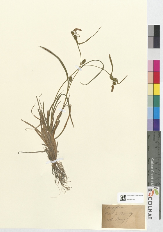 Carex flava (Cyperaceae)