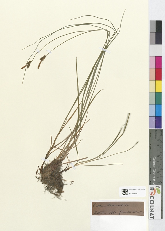 Carex tomentosa (Cyperaceae)