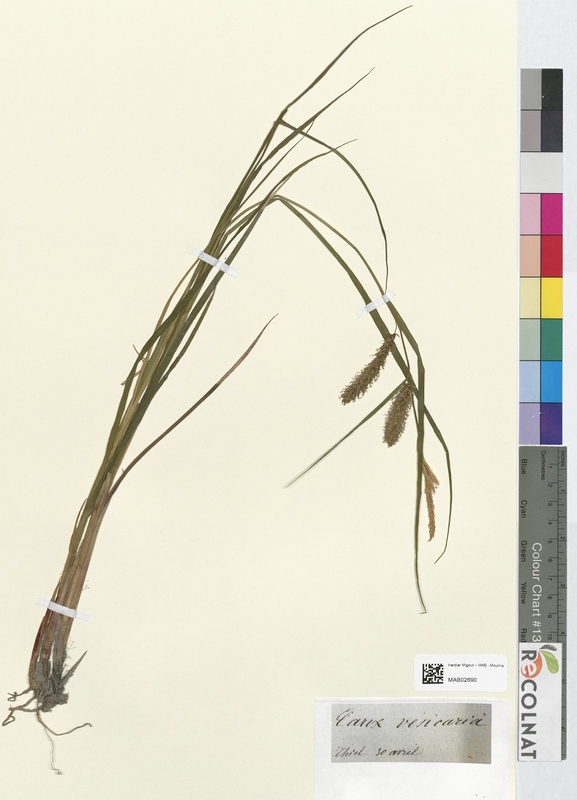Carex vesicaria (Cyperaceae)
