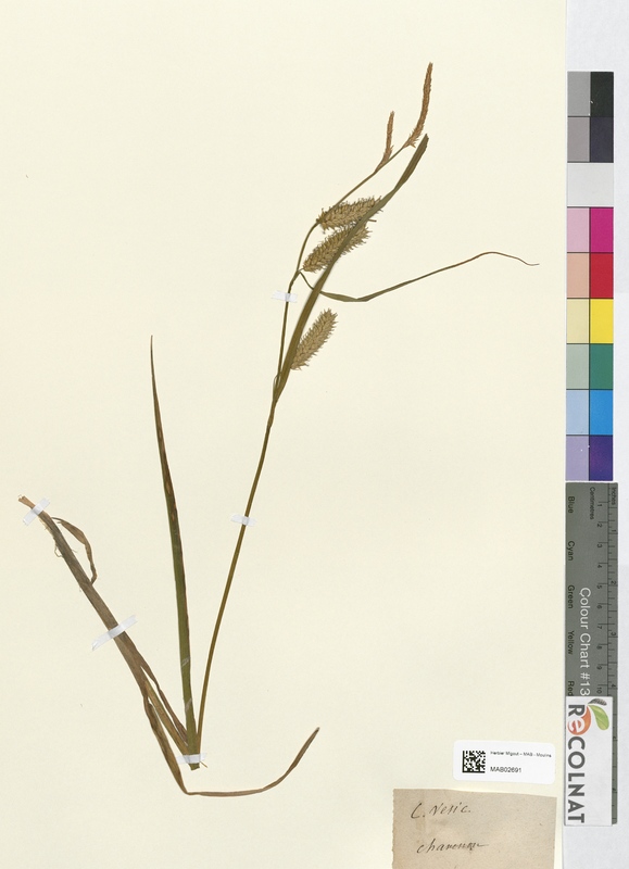 Carex vesicaria (Cyperaceae)
