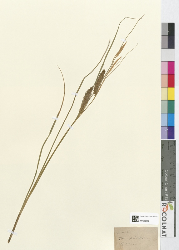 Carex vesicaria (Cyperaceae)