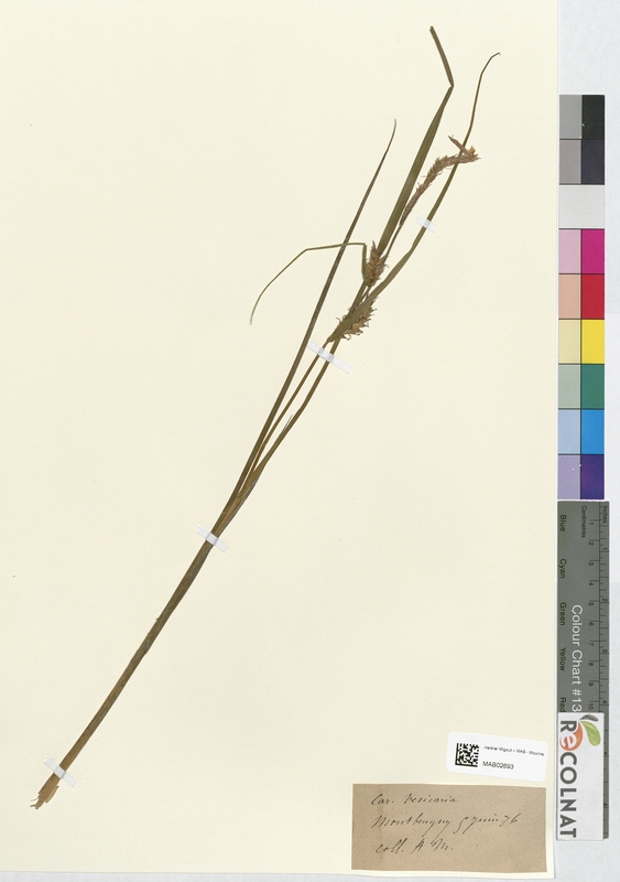 Carex vesicaria (Cyperaceae)