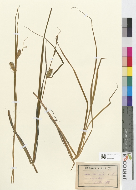 Carex vesicaria (Cyperaceae)