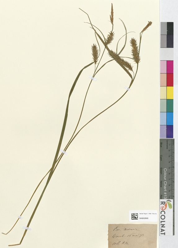 Carex vesicaria (Cyperaceae)