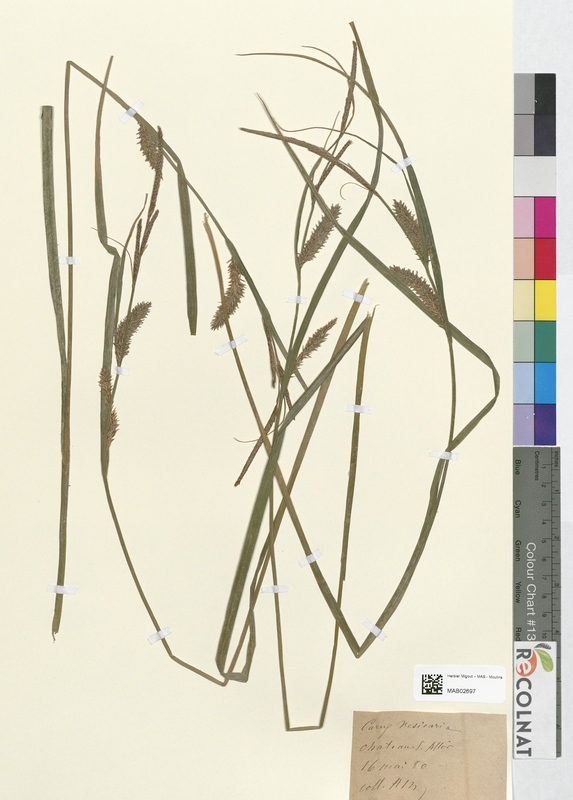 Carex vesicaria (Cyperaceae)