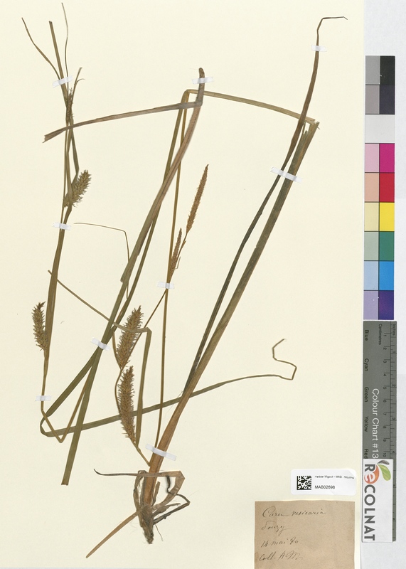 Carex vesicaria (Cyperaceae)