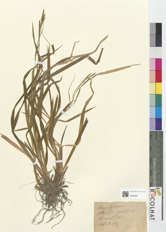 Carex sylvatica (Cyperaceae)