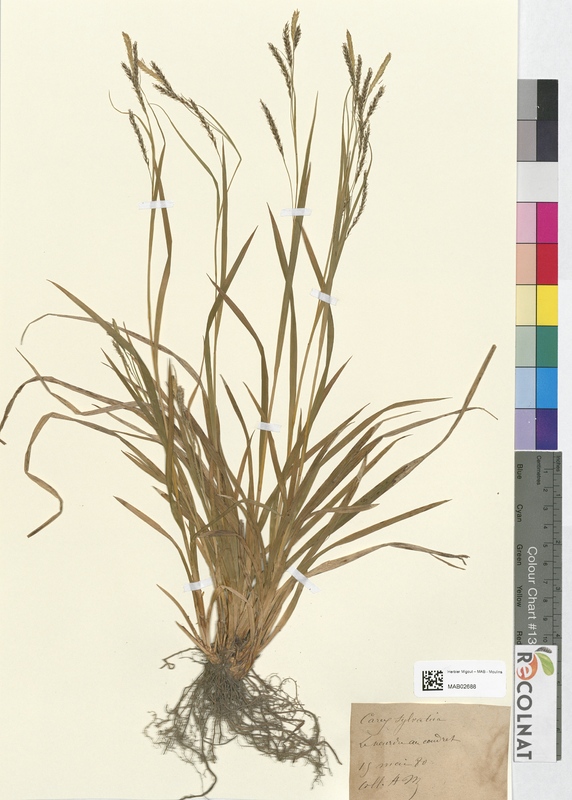 Carex sylvatica (Cyperaceae)