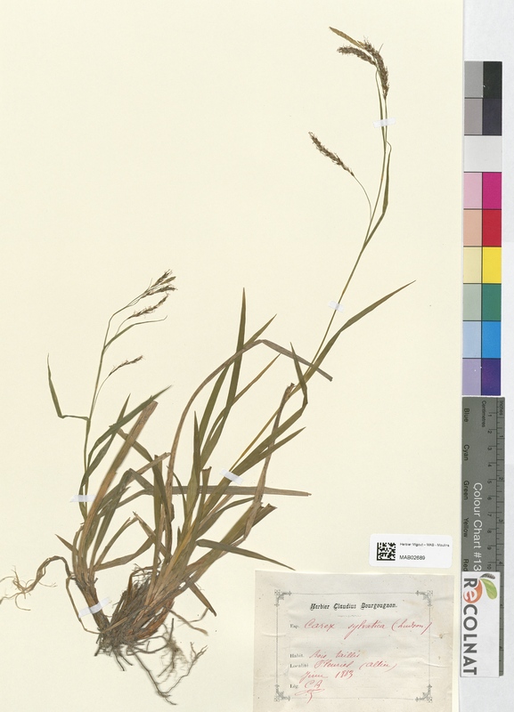 Carex sylvatica (Cyperaceae)