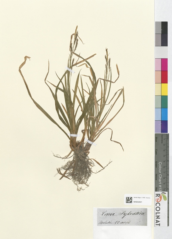 Carex sylvatica (Cyperaceae)