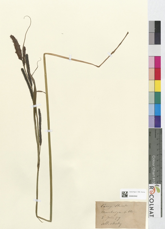 Carex stricta (Cyperaceae)