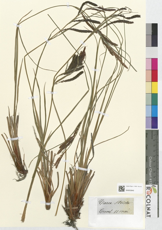 Carex stricta (Cyperaceae)