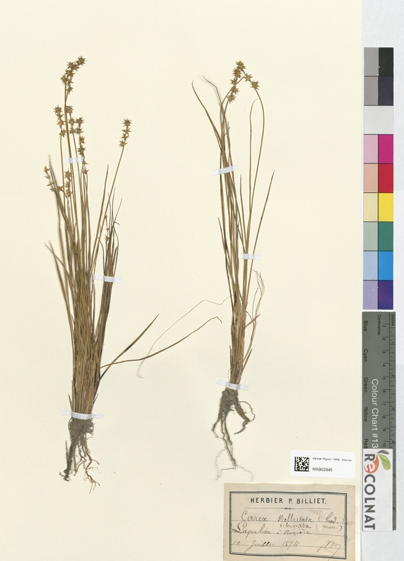 Carex stellulata (Cyperaceae)