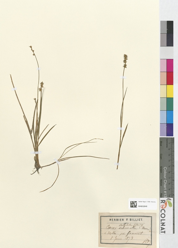 Carex stellulata (Cyperaceae)
