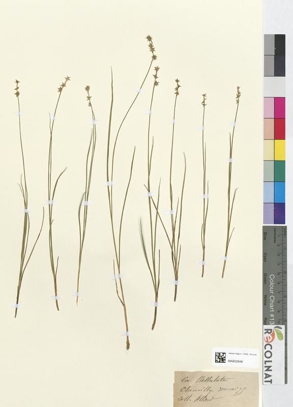 Carex stellulata (Cyperaceae)