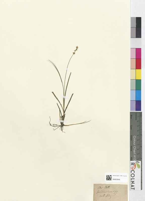 Carex stellulata (Cyperaceae)