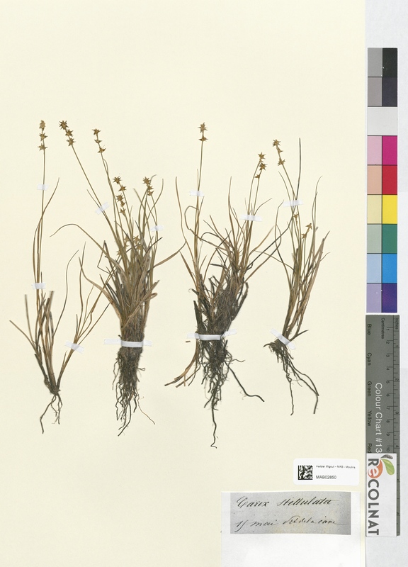 Carex stellulata (Cyperaceae)