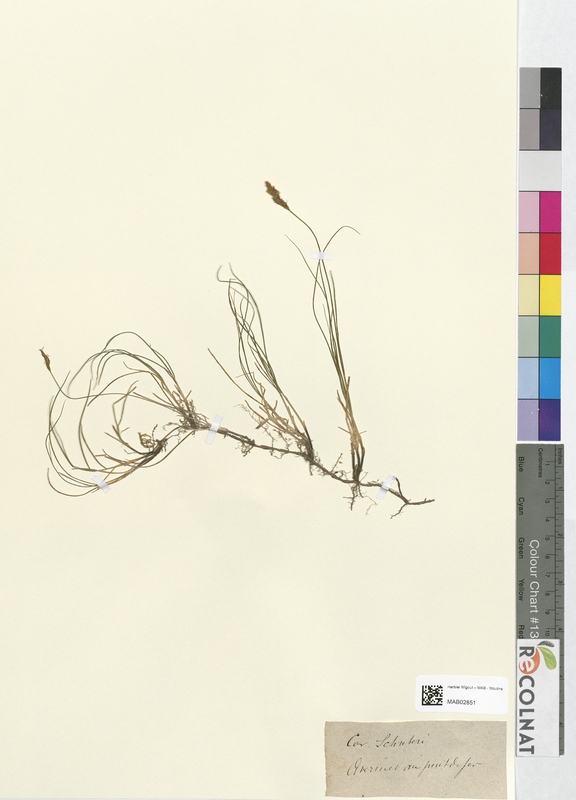 Carex schreberi (Cyperaceae)