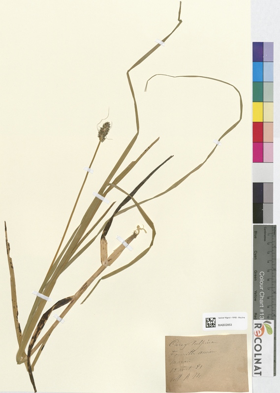 Carex vulpina (Cyperaceae)