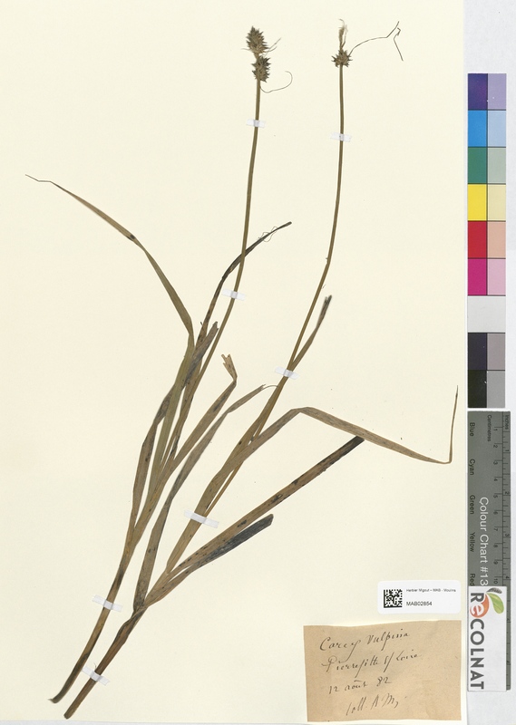Carex vulpina (Cyperaceae)