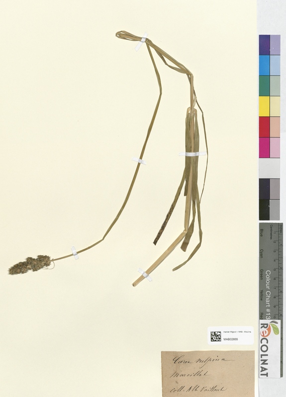 Carex vulpina (Cyperaceae)